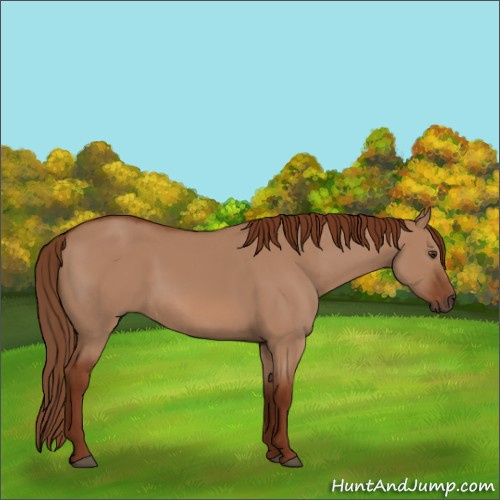 Horse Color:Red Dun 