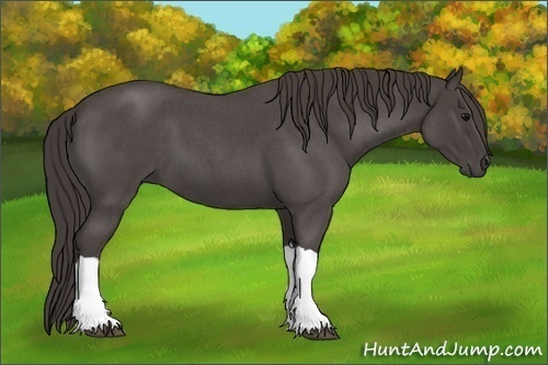 Horse Color:Smoky Blue Roan 