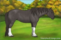 Horse Color:Smoky Blue Roan 