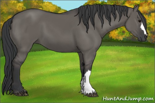 Horse Color:Grullo 
