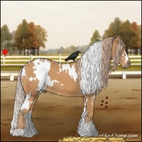 Horse Color:White Spotted Chestnut