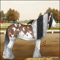 Horse Color:White Spotted Bay Splash Rabicano 