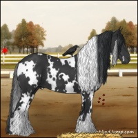 Horse Color:White Spotted Black