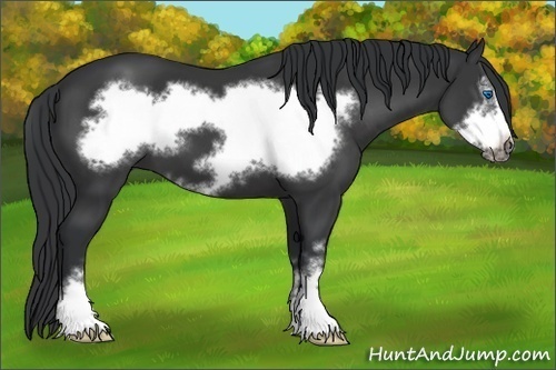 Horse Color:Black Sabino Frame