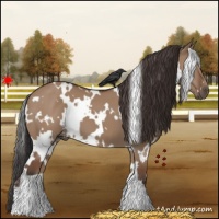 Horse Color:White Spotted Bay Dun