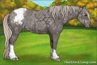 Horse Color:Silver Black Ice Appaloosa 