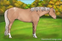 Horse Color:Silver Sable Champagne Appaloosa 