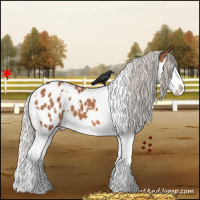 Horse Color:White Spotted Silver Bay Splash Appaloosa 