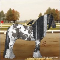 Horse Color:White Spotted Grullo