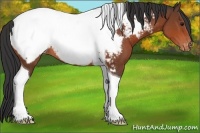Horse Color:Bay Tobiano Snowcap