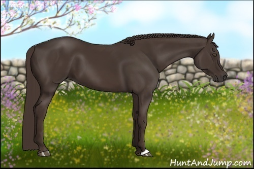 Horse Color:Liver Chestnut 