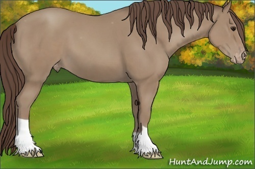 Horse Color:Classic Champagne Appaloosa 