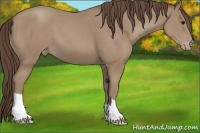 Horse Color:Classic Champagne Appaloosa