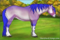 Horse Color:Watercolor Bay Onyx Rabicano