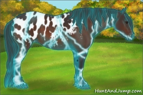Horse Color:Thunderstruck Brown Appaloosa
