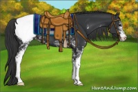 Horse Color:White Spotted Black Appaloosa