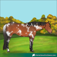 Horse Color:White Spotted Bay Mushroom