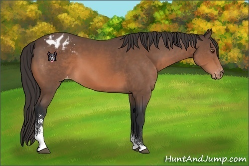 Horse Color:Bay Sabino Appaloosa 