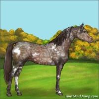 Horse Color:White Spotted Liver Chestnut Ice