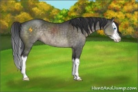 Horse Color:Brown Dun Sabino Splash 