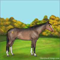 Horse Color:Brown Dun Sabino 