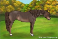 Horse Color:Liver Red Roan 