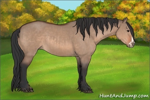 Horse Color:Bay Dun and Bay Dun Frame