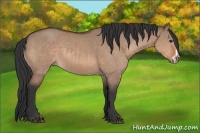Horse Color:Bay Dun  and Bay Dun Frame 