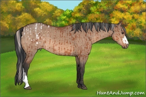 Horse Color:Silver Brown Appaloosa  and Brown Dun 