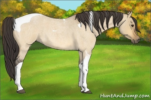 Horse Color:Unknown 