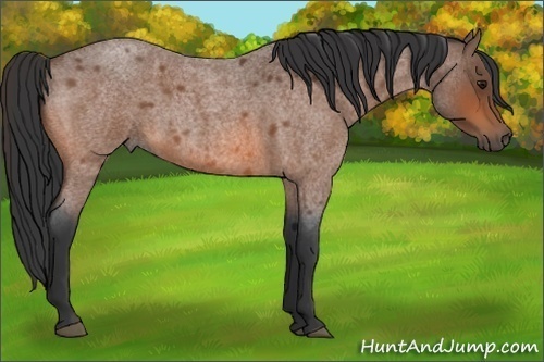 Horse Color:Bay Roan 