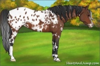 Horse Color:White Spotted Bay Sabino Appaloosa 