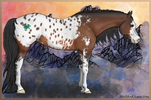 Horse Color:Bay Sabino Appaloosa 