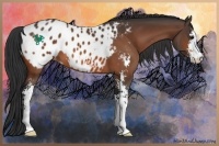 Horse Color:Bay Sabino Appaloosa 