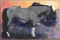 Horse Color:Blue Roan Tobiano 