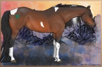 Horse Color:Brown Tobiano 