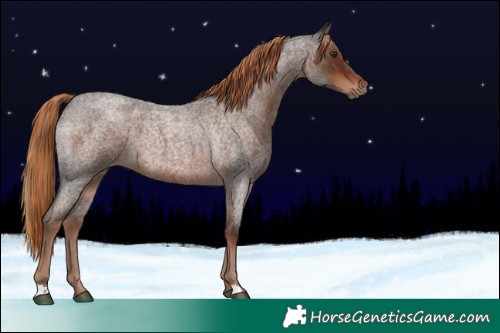 Horse Color:Liver Red Roan 