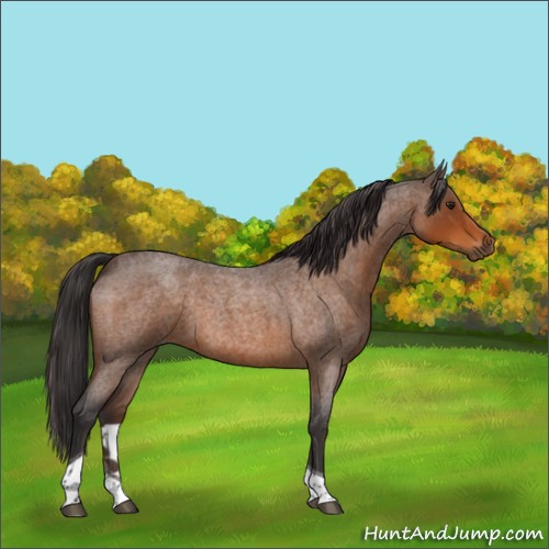Horse Color:Buckskin Roan Tobiano