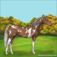 Horse Color:White Spotted Chestnut Tobiano 