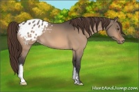 Horse Color:Brown Dun Blanket 