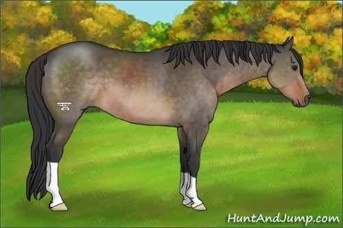 Horse Color:Brown Dun