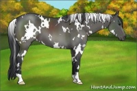 Horse Color:White Spotted Grullo 