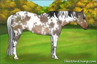 Horse Color:White Spotted Brown Dun Brindle 