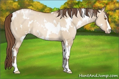 Horse Color:White Spotted Brown Pearl Dun Sabino Rabicano 
