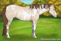 Horse Color:White Spotted Brown Pearl Dun Sabino Rabicano 