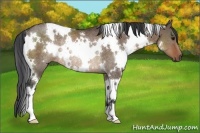 Horse Color:White Spotted Brown Dun Rabicano 