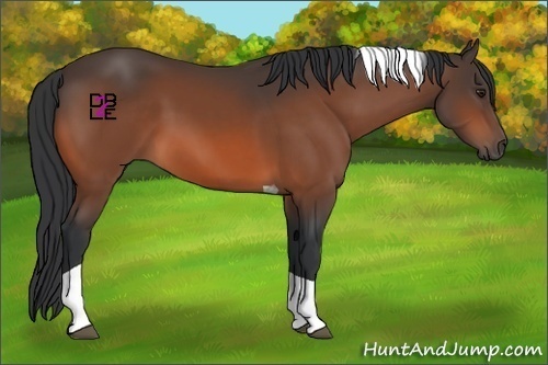 Horse Color:Brown Tobiano 