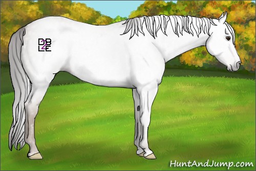 Horse Color:Gray Classic Champagne Roan Frame 