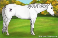 Horse Color:Gray Classic Champagne Roan Frame