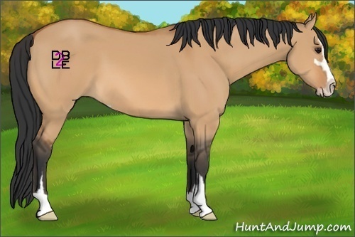 Horse Color:Bay Dun Sabino 
